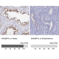 SHCBP1L Antibody, Novus Biologicals 0.1mL; Unlabeled:Antibodies, Polyclonal